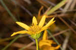 Longleaf sunflower